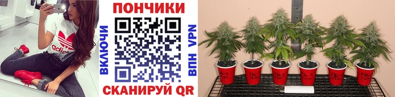 Каннабис Ganja купить наркотики сайты Кинель